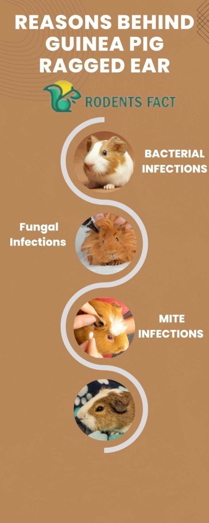 Reasons Behind Guinea Pig Ragged Ear