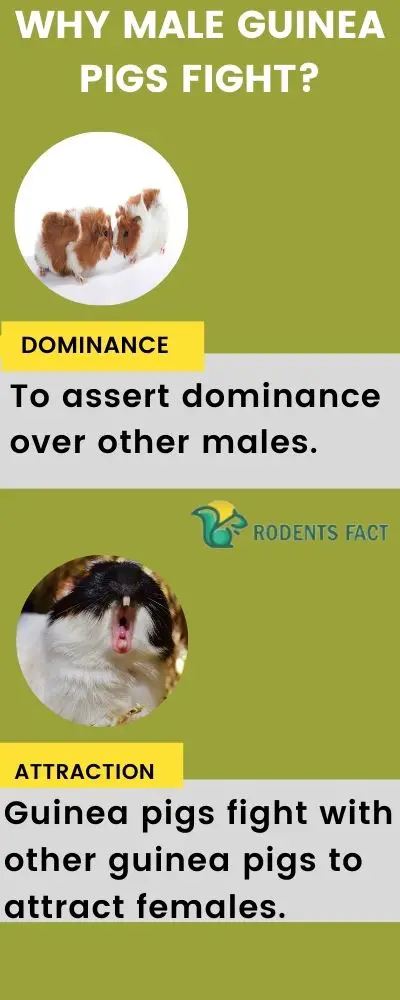 Why do Male Guinea Pigs Fight?