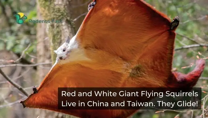  Red and White Giant Flying Squirrels Live in China and Taiwan. They Glide!