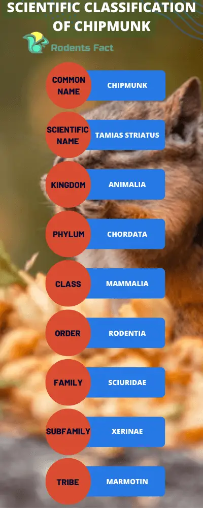 Scientific classification of chipmunk