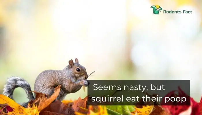 Seems nasty, but squirrel eat their poop