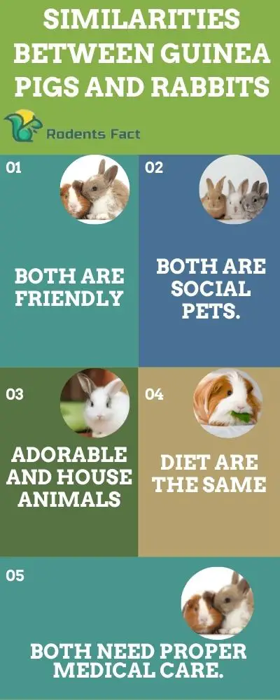 Similarities between guinea pigs and rabbits