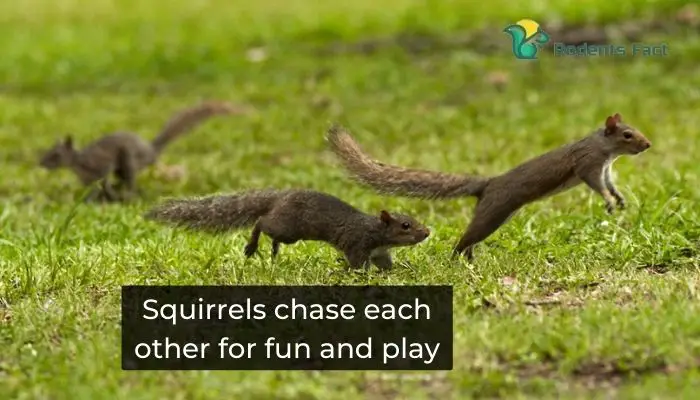 Squirrels chase each other for fun and play