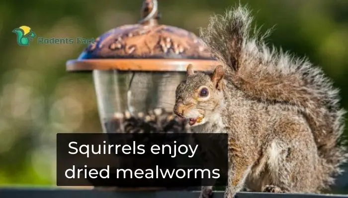Squirrels enjoy dried mealworms