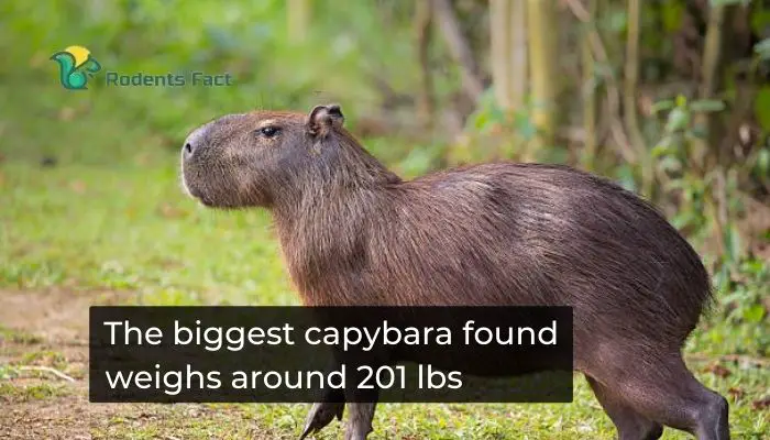 The biggest capybara found weighs around 201 lbs