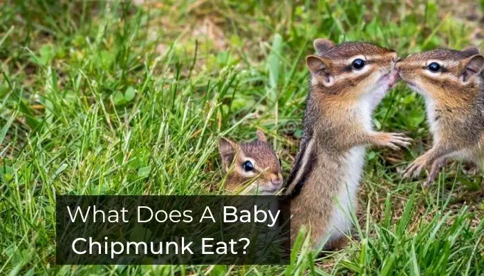What Does a baby chipmunk eat
