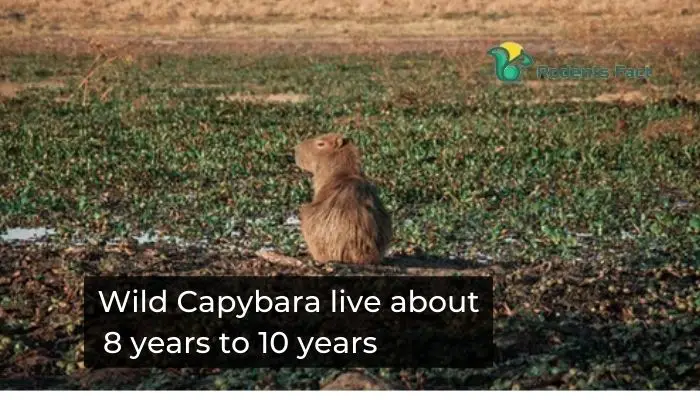 Wild Capybara live about 8 years to 10 years
