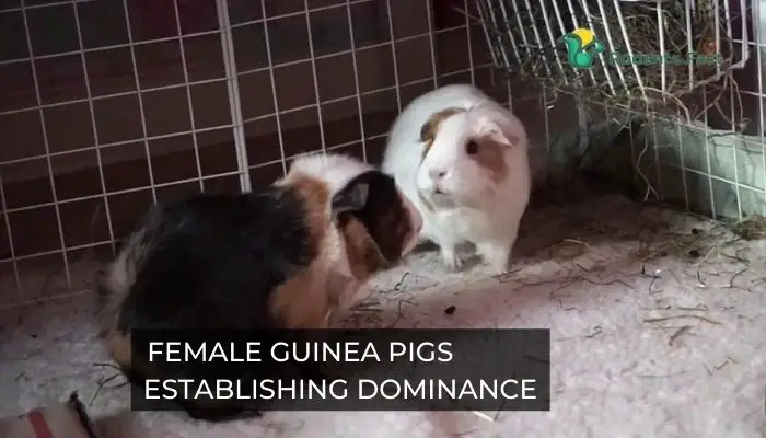 female guinea pigs establishing dominance