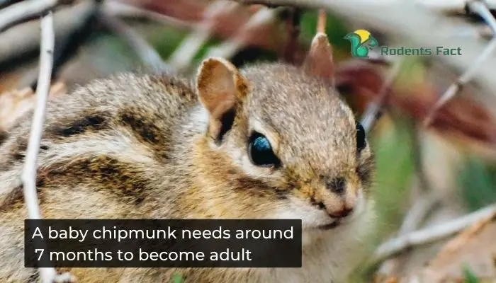 A baby chipmunk needs around 7 months to become adult