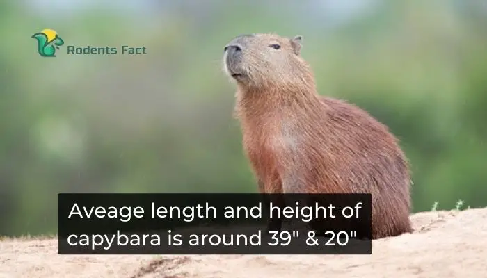 Aveage length and height of capybara is around 39 inches and 20 inches