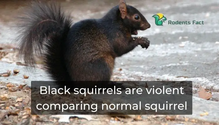 Black squirrels are violent comparing normal squirrel