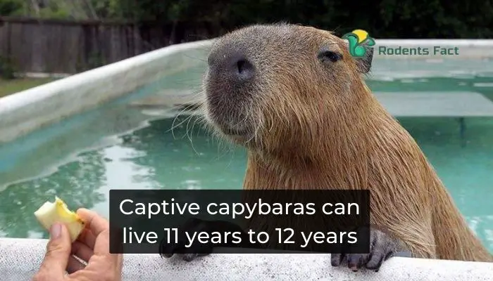 Captive capybaras can live 11 years to 12 years