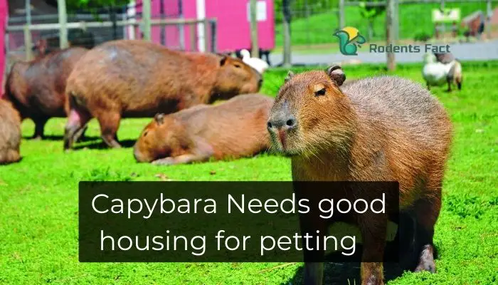 Capybara Needs good housing for petting
