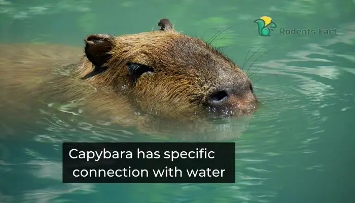Capybara has specific connection with water