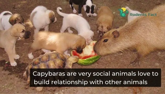 Capybaras are very social animals love to build relationship with other animals