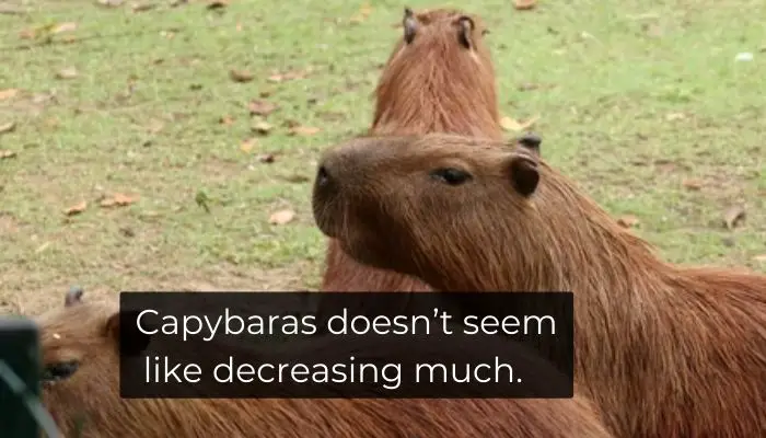 Capybaras does not seem like decreasing much
