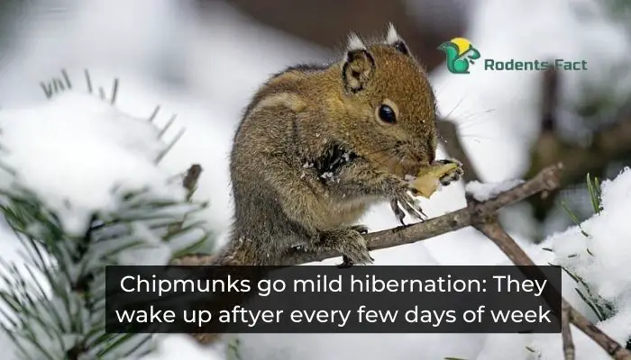Chipmunks go mild hibernation They wake up aftyer every few days of week