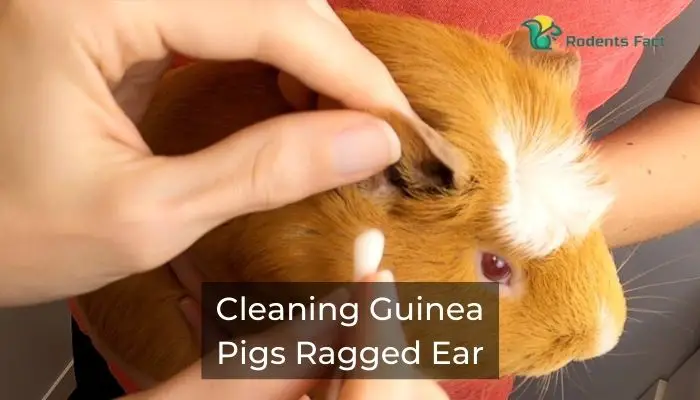 Cleaning Guinea Pigs Ragged Ear