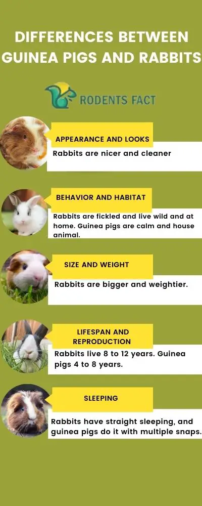 Differences between guinea pigs and rabbits