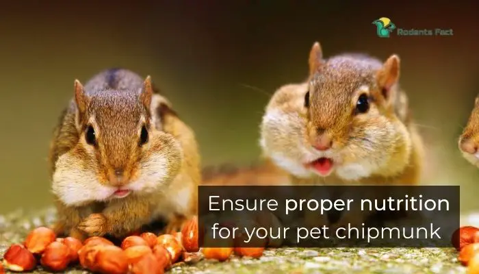 Ensure proper nutrition for your pet chipmunk