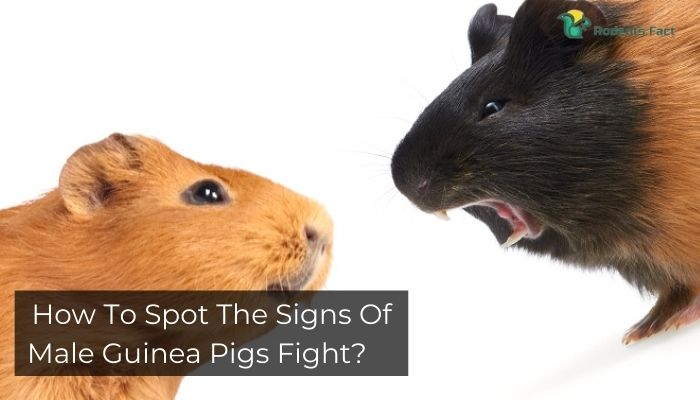 How to Spot the Signs of Male Guinea Pigs Fight?