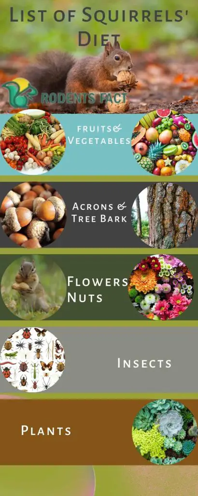  List of Squirrels Diet