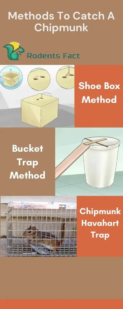 Methods To Catch A Chipmunk
