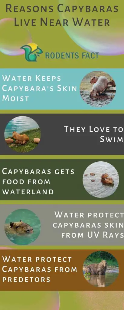 Reasons Capybaras Live Near Water