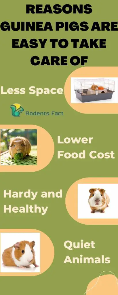 Reasons guinea pigs are easy to take care of