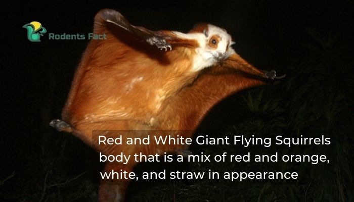 Red and white giant flying squirrels are mixed in color with red, orange and white