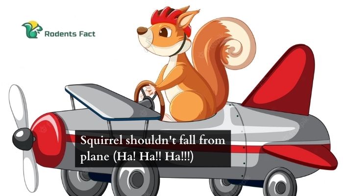  Squirrel shouldn't fall from plane (Ha! Ha!! Ha!!!)