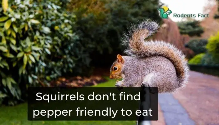 Squirrels don't find pepper friendly to eat