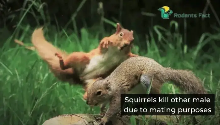 Squirrels kill other male due to mating purposes