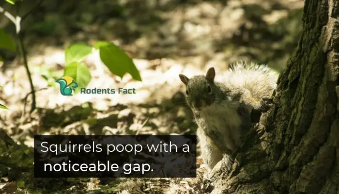 Squirrels poop with a noticeable gap
