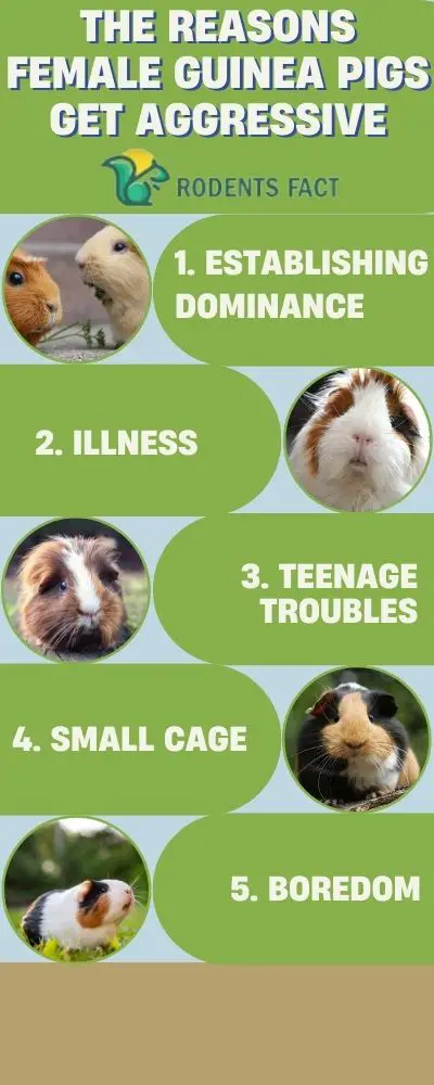 The reasons female guinea pigs get aggressive
