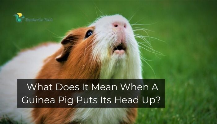 What Does It Mean When A Guinea Pig Puts Its Head Up