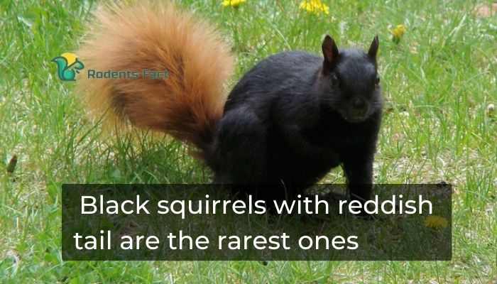 Black squirrels with reddish tail are the rarest ones