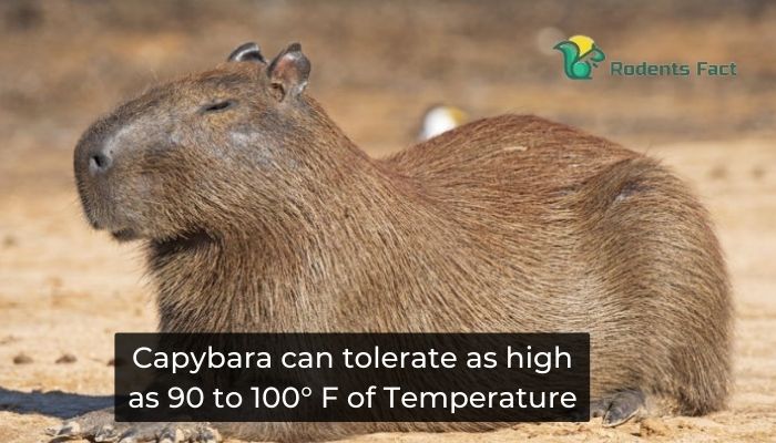 Capybara can tolerate as high as 90 to 100° F of Temperature