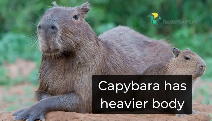 Capybara has heavier body