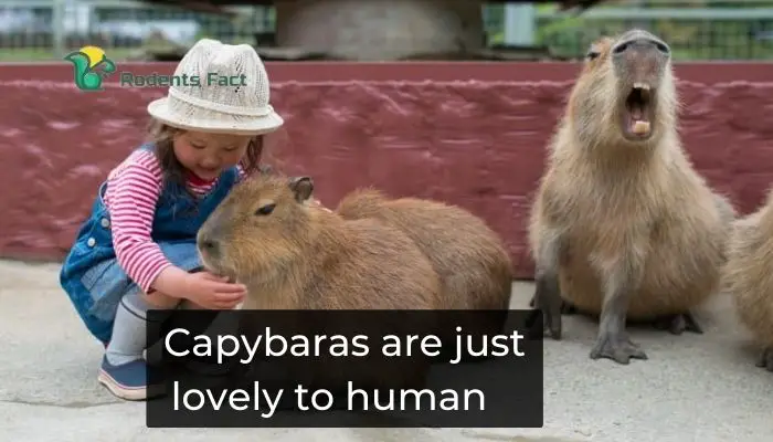 Capybaras are just lovely to human