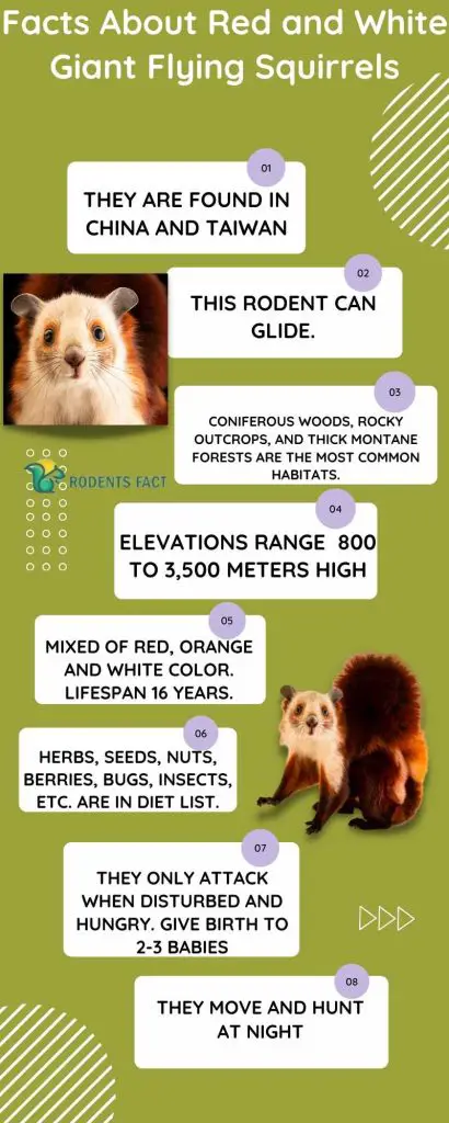 Facts About Red and White Giant Flying Squirrels