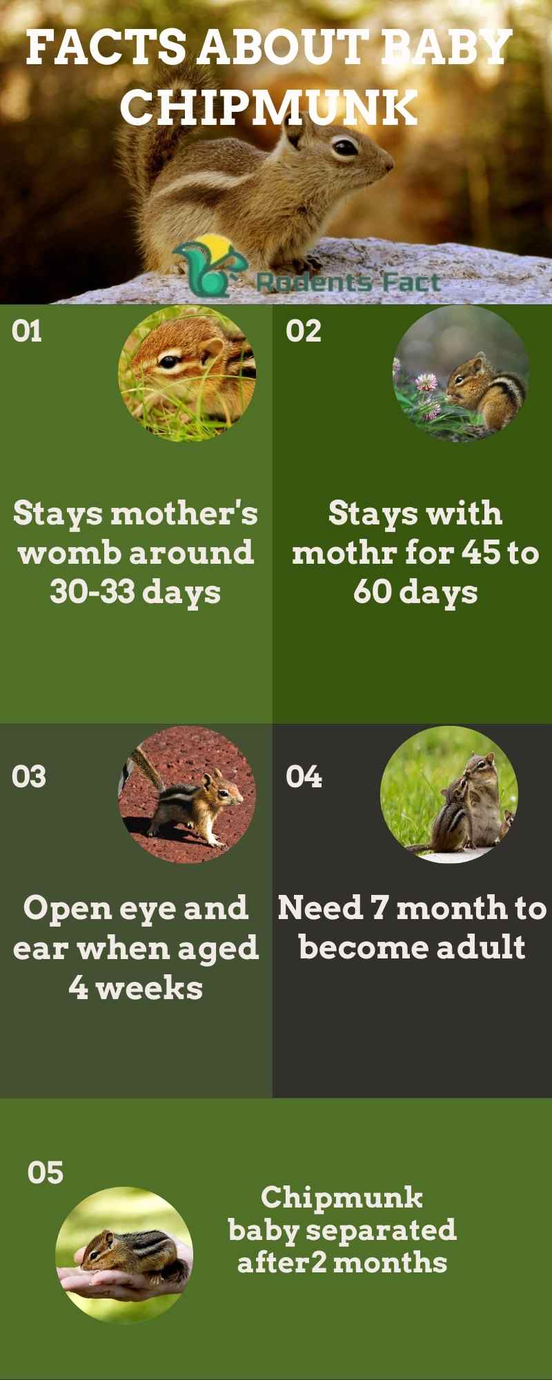 How long do Baby Chipmunks Live with their Mother?