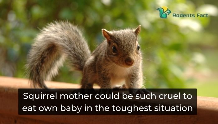 Squirrel mother could be such cruel to eat own baby in the toughest situation