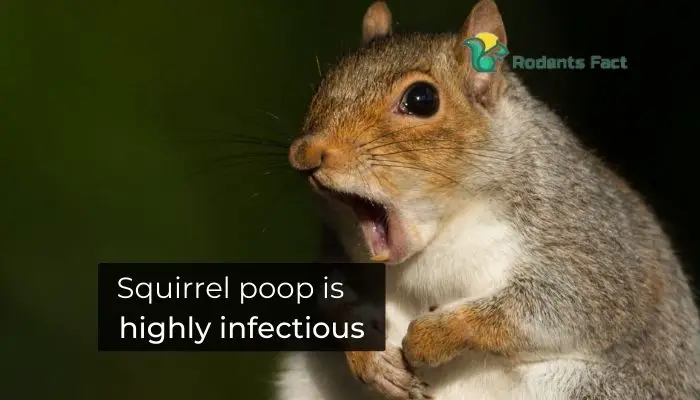  Squirrel poop is highly infectious