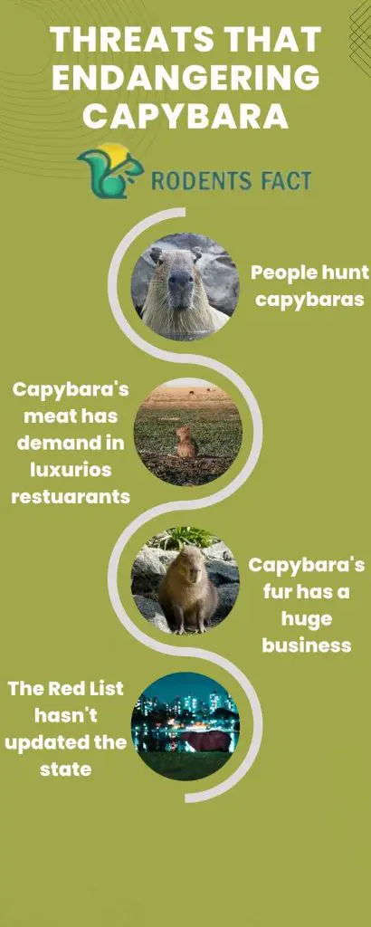 Threats that endangering capybara