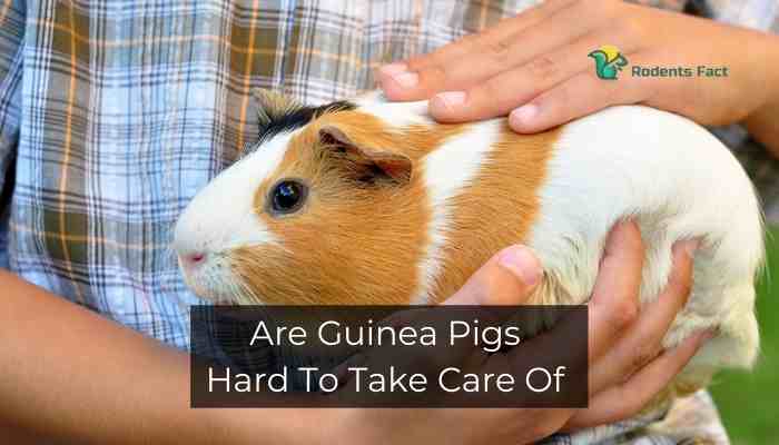 Are Guinea Pigs Hard To Take Care Of