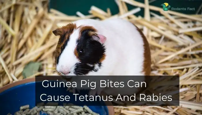 Can Guinea Pigs Kill Humans