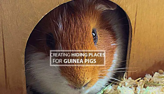 Creating Hiding Places For Guinea Pigs