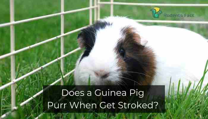 Does a Guinea Pig Purr When Get Stroked?