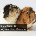 Female Guinea Pig Mounting Another Female